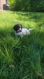 Engelse Springer Spaniël pups, Dieren en Toebehoren, Honden | Retrievers, Spaniëls en Waterhonden, 8 tot 15 weken, Meerdere dieren