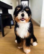 Krassenberg's Bernedoodles heeft de wachtlijst geopend !!, Dieren en Toebehoren, Honden | Chihuahua's en Gezelschapshonden, Nederland
