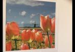 Hollands Tulpen landschap ingelijst in lijst van nielsen, Antiek en Kunst, Kunst | Litho's en Zeefdrukken, Ophalen of Verzenden