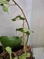 Gratis wandelende takken, Dieren en Toebehoren, Wandelende tak