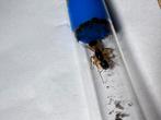 Camponotus sanctus mierenkoningin, Mieren