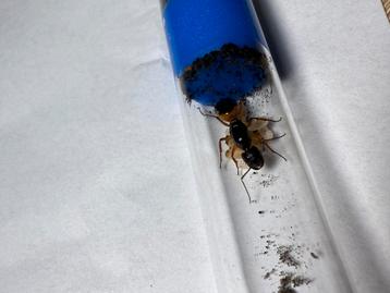 Camponotus sanctus mierenkoningin beschikbaar voor biedingen