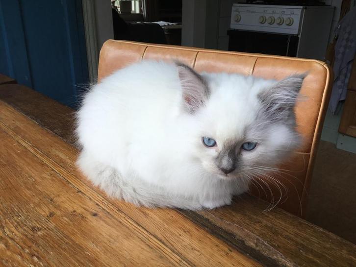 Lief ragdoll kitten(katertje), Dieren en Toebehoren, Katten en Kittens | Raskatten | Langhaar, Kater