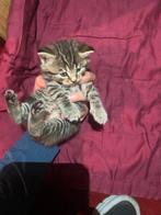 Combinatie van britsekorthaar en europese kort haar, Dieren en Toebehoren, Poes, Kortharig