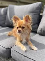 Chihuahua langharig, Dieren en Toebehoren, Rabiës (hondsdolheid), Reu, Eén hond, Chihuahua
