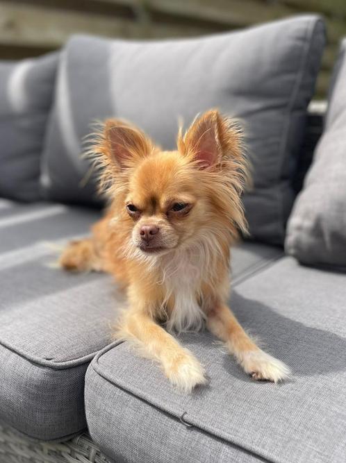 Chihuahua langharig, Dieren en Toebehoren, Honden | Chihuahua's en Gezelschapshonden, Reu, Chihuahua, Particulier, Eén hond, Nederland