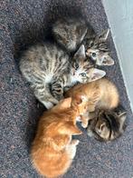 Poesjes, Dieren en Toebehoren, Katten en Kittens | Overige Katten, Poes