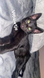 Deze lieverd zoekt nog een forever home, Dieren en Toebehoren, Katten en Kittens | Raskatten | Langhaar, Meerdere dieren, Ontwormd