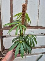 Anthurium Polyschistum (Tweed) p12