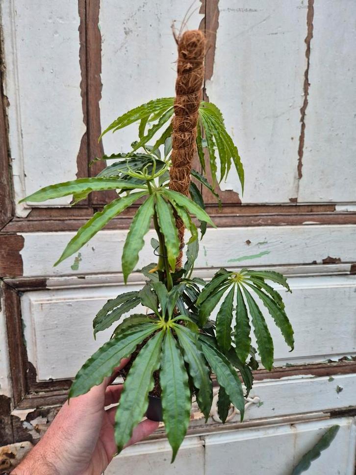 Anthurium Polyschistum (Tweed) p12, Huis en Inrichting, Kamerplanten, Minder dan 100 cm, Halfschaduw, Ophalen of Verzenden