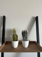 2 kunst cactussen, Ophalen of Verzenden, Zo goed als nieuw, Binnen