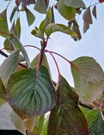 Cornus controversa grote boom ca 4m, Tuin en Terras, Planten | Bomen, Overige soorten, Lente, 400 cm of meer, Ophalen