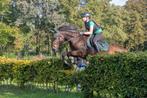 Verzorgpony gezocht., Dieren en Toebehoren, Nieuw, Ophalen of Verzenden