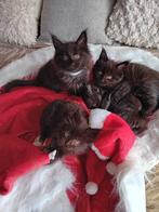 Maine coon kittens met stamboom, Dieren en Toebehoren, Katten en Kittens | Raskatten | Langhaar, Meerdere dieren, Ontwormd