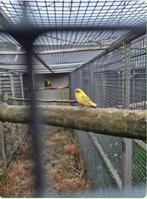 Jonge grasparkiet split geel bond om vedder tam te maken, Dieren en Toebehoren, Vogels | Parkieten en Papegaaien, Mannelijk, Parkiet