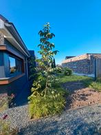 Walnotenbomen, Tuin en Terras, Planten | Bomen, Ophalen