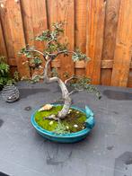Mooie Bonsai Boom - Minimaal 18 jaar oud, Vaste plant, Bloeit niet, Halfschaduw, Ophalen