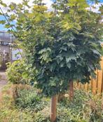 Esdoorn boom mooi en gezond stam +- 160m, Tuin en Terras, Planten | Bomen, Ophalen, Volle zon, Bolboom, 100 tot 250 cm
