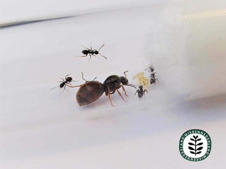 LASIUS NIGER | ZWARTE WEGMIER KONINGIN QUEEN, Dieren en Toebehoren, Insecten en Spinnen, Mieren