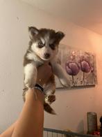 Mooie husky's, Rabiës (hondsdolheid), 8 tot 15 weken, Meerdere, Meerdere dieren