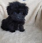 Twee lieve mini doodles, Dieren en Toebehoren, Honden | Chihuahua's en Gezelschapshonden, Overige rassen, 8 tot 15 weken, Teef