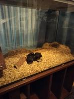 3 tamme gerbils met aquarium, Dieren en Toebehoren, Knaagdieren, Februari, Mannelijk, Overige typen