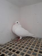 Witte postduif, Dieren en Toebehoren, Mannelijk, Postduif