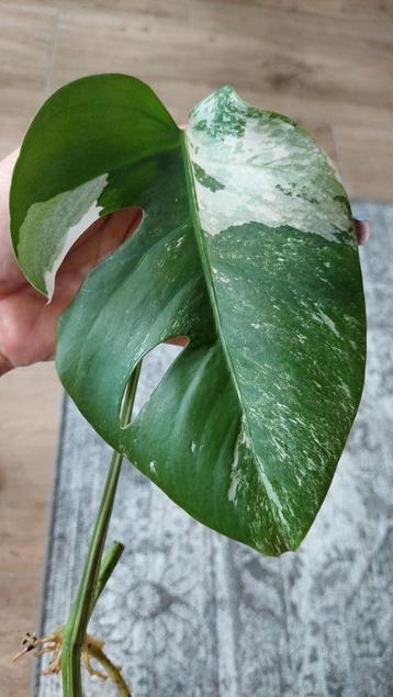 Monstera Variegata stek nr. 5 beschikbaar voor biedingen