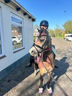 Allerliefste bixie welsh a pony, Dieren en Toebehoren, Merrie, Ontwormd