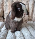 Chocoladebruin Minilop konijntje., Mannelijk, Dwerg, Hangoor, 0 tot 2 jaar