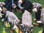 Appenzeller Sennen Pups, Rabiës (hondsdolheid), Overige rassen, 8 tot 15 weken, Meerdere