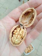 Walnoten 2025 vers van boom, Ophalen