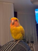 Mannetje gezocht agapornis, Dieren en Toebehoren, Mannelijk, Dwergpapegaai of Agapornis