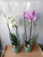 Grote orchideeën 70cm kamerplanten 2 voor €7, Huis en Inrichting, Kamerplanten, Ophalen, Overige soorten, Halfschaduw, In pot