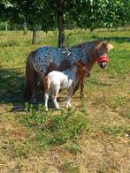 mini pony, Niet van toepassing, 0 tot 2 jaar, A pony (tot 1.17m), Recreatiepony