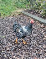 Wyandotte haan zwart wit gekleurd 2025, Dieren en Toebehoren, Pluimvee, Mannelijk, Kip
