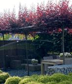 6 dak Prunus nigra, Tuin en Terras, Planten | Bomen, Lente, Dakboom, 250 tot 400 cm, Ophalen