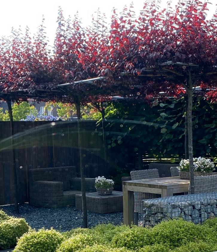 6 dak Prunus nigra, Tuin en Terras, Planten | Bomen, Dakboom, 250 tot 400 cm, Volle zon, Lente, Ophalen