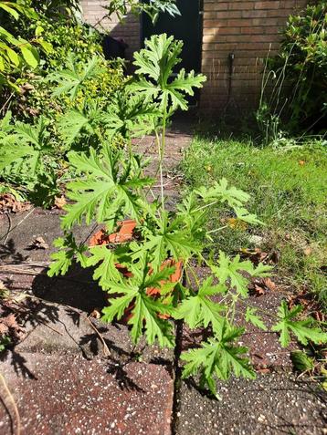 Citroengeranium - Pelargonium graveolens beschikbaar voor biedingen