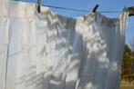 1 witte vitrage / gordijn 255 cm breed en 240 cm hoog, Gebruikt, 200 cm of meer, Wit, Vitrage