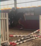 (GEZOCHT)Ervaren springinstructeur Amsterdam, Dieren en Toebehoren, Paarden en Pony's | Overige Paardenspullen, Ophalen of Verzenden