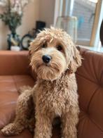 Australian labradoodle dekreu, Dieren en Toebehoren, Reu, CDV (hondenziekte), 1 tot 2 jaar, Eén hond