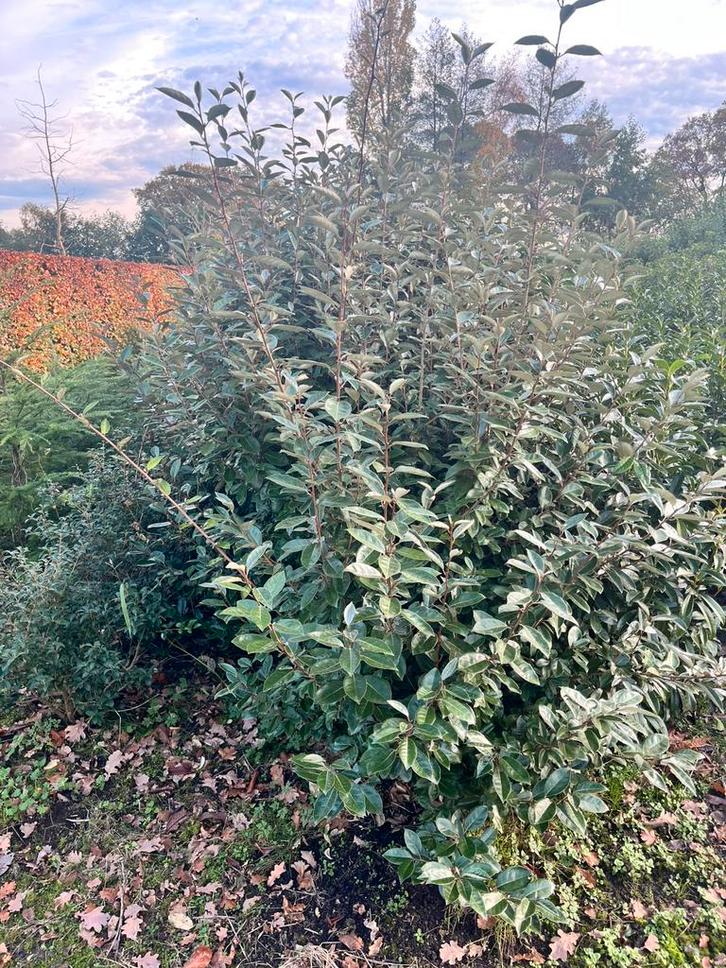 Elaeagnus ebbingei 175-200, Tuin en Terras, Planten | Tuinplanten, Ophalen of Verzenden