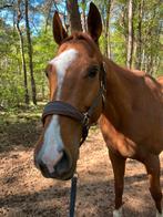 Paard zoekt verzorger, Dieren en Toebehoren, Ophalen