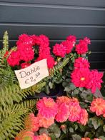 Dahlia, Ophalen of Verzenden, Zomer, Overige soorten, Volle zon