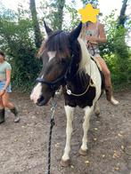 Superlieve D-pony recreatiepony, Dieren en Toebehoren, Pony's, B, Ruin, Ontwormd, 11 jaar of ouder