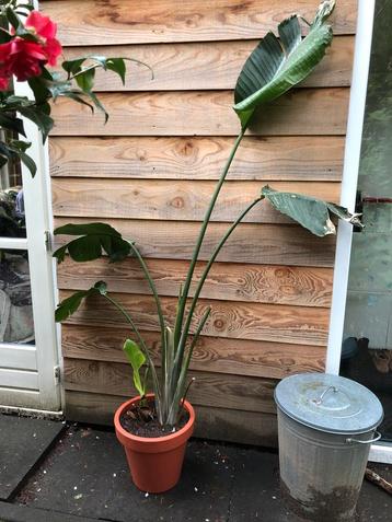 Bananen plant 180 cm
