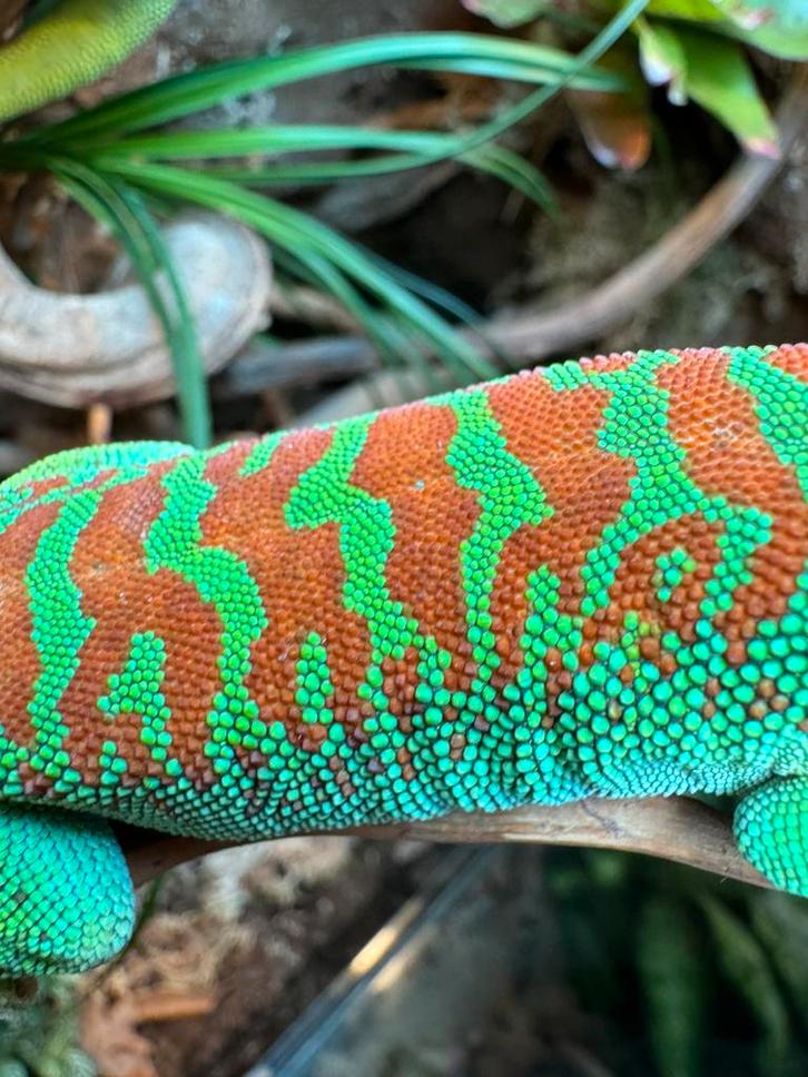 1.1 phelsuma grandis met terrarium, Dieren en Toebehoren, Reptielen en Amfibieën, Hagedis, 3 tot 6 jaar, Met terrarium