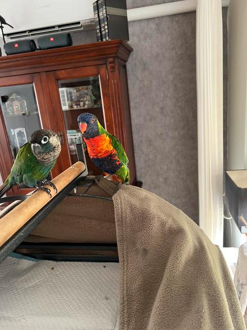 Lori van de blauwe bergen, Dieren en Toebehoren, Vogels | Parkieten en Papegaaien, Parkiet, Mannelijk, Tam, Geringd