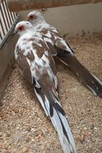 diamantduiven, Dieren en Toebehoren, Meerdere dieren, Overige soorten